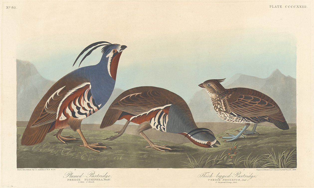 Perdiz emplumada y perdiz de patas gruesas, 1838 de Robert Havell