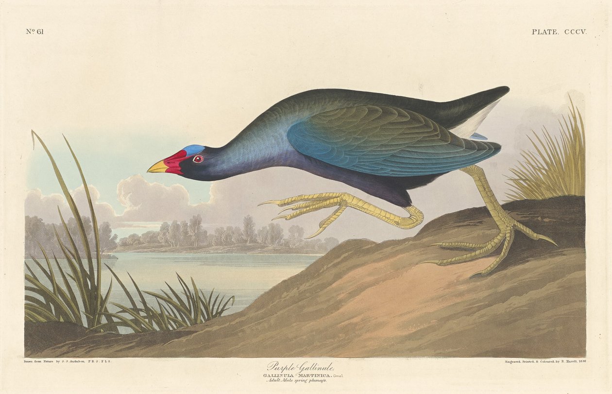 Gallineta morada de Robert Havell