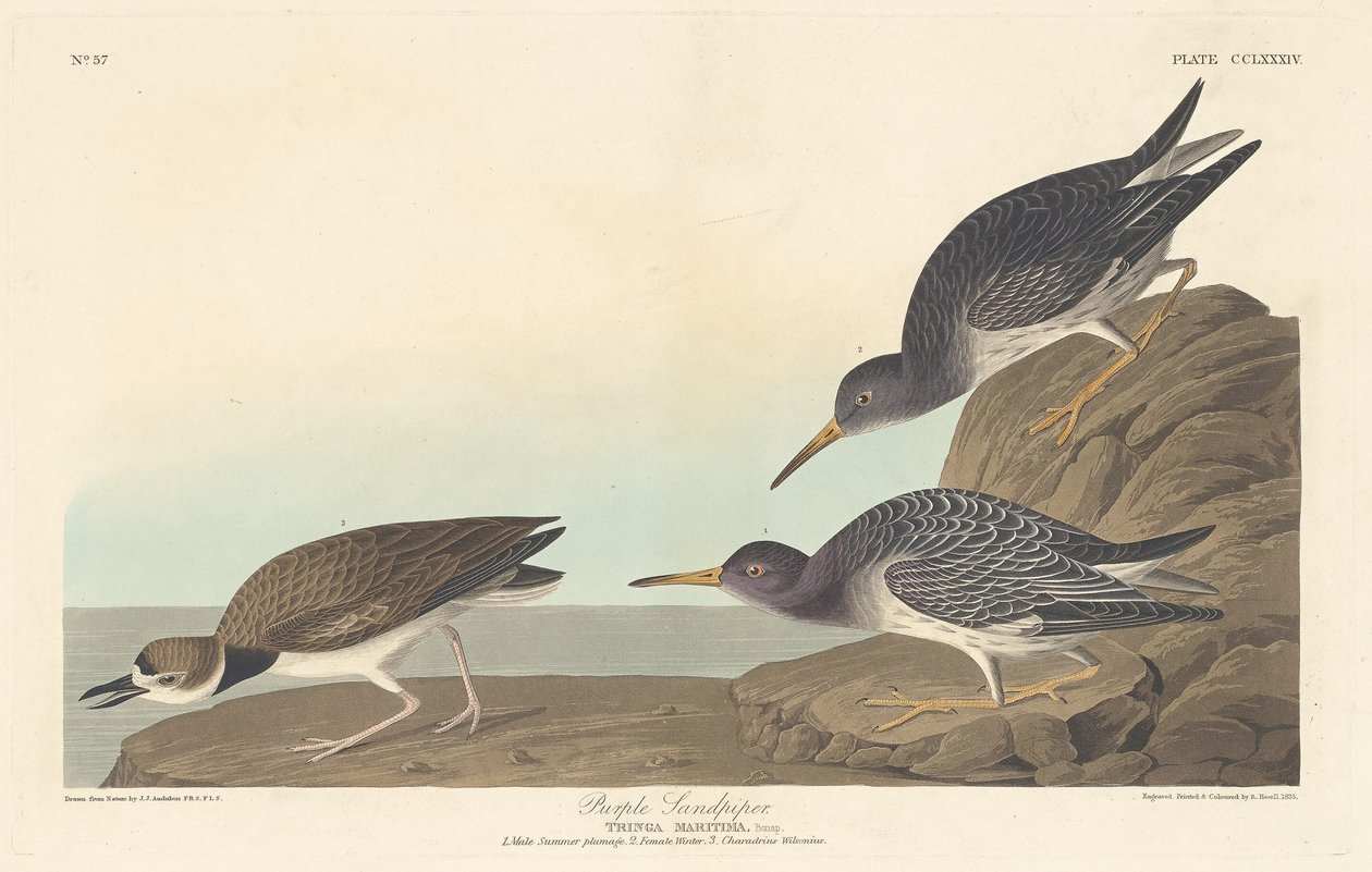 Correlimos oscuro, 1835 de Robert Havell