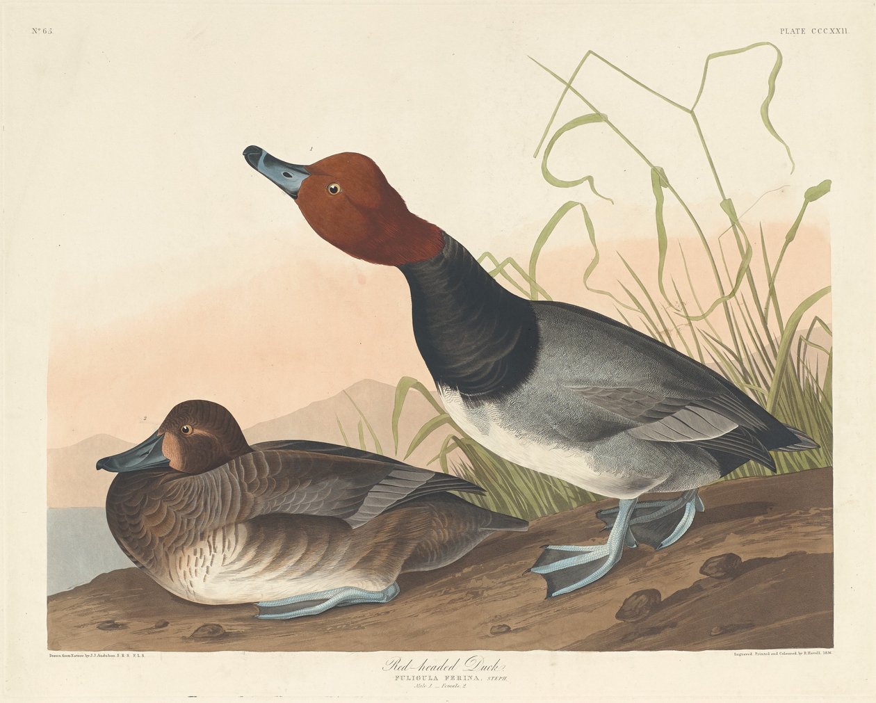 Pato de cabeza roja, 1836 de Robert Havell