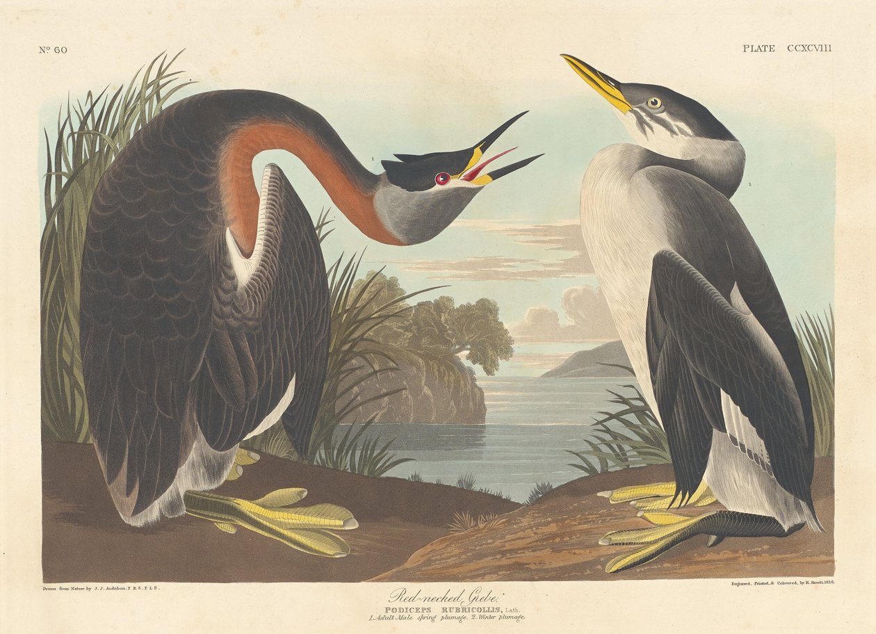 Somormujo cuellirrojo, 1836 de Robert Havell