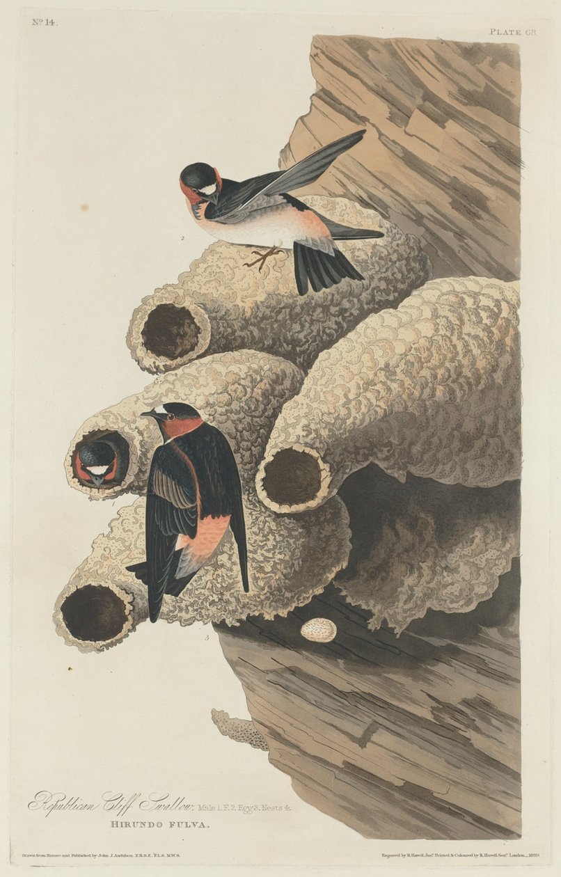 Golondrina Republicana, 1829 de Robert Havell