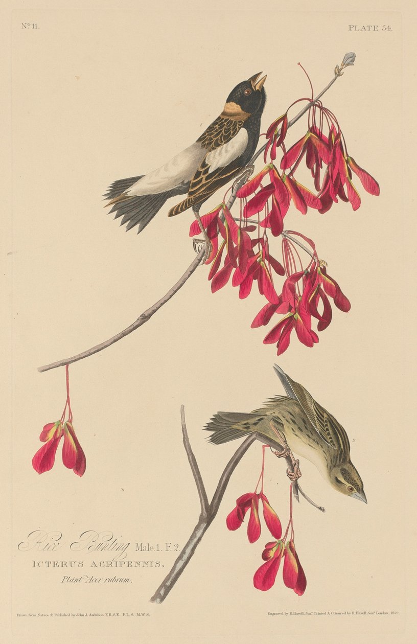 Emberiza del arroz de Robert Havell