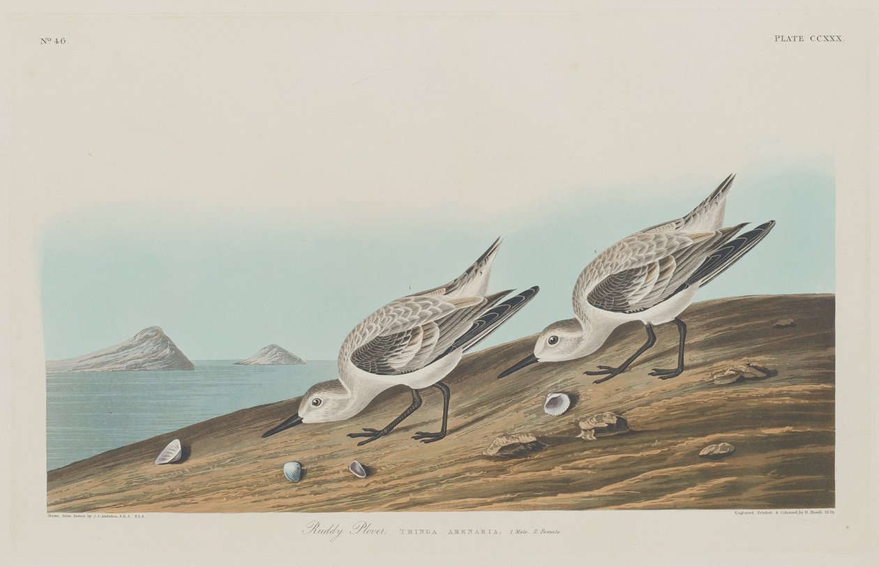 Chorlito rojizo, 1834 de Robert Havell