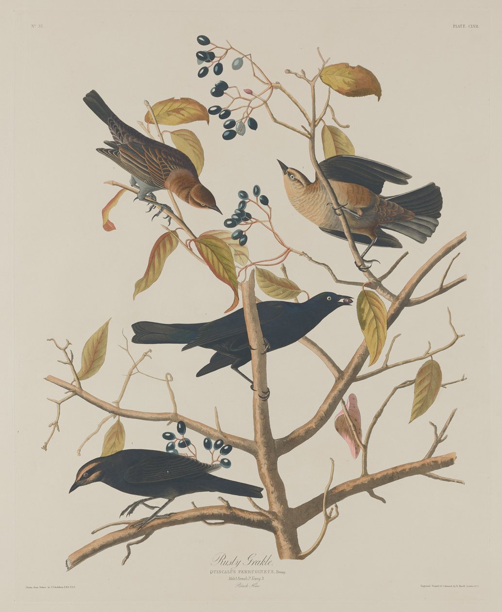 Grakle Oxidado, 1833 de Robert Havell