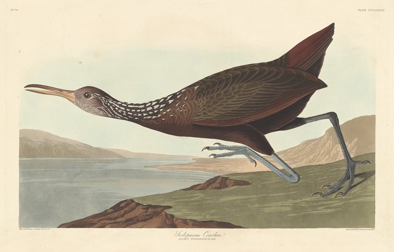 Scolopaceus Courlan, 1837 de Robert Havell