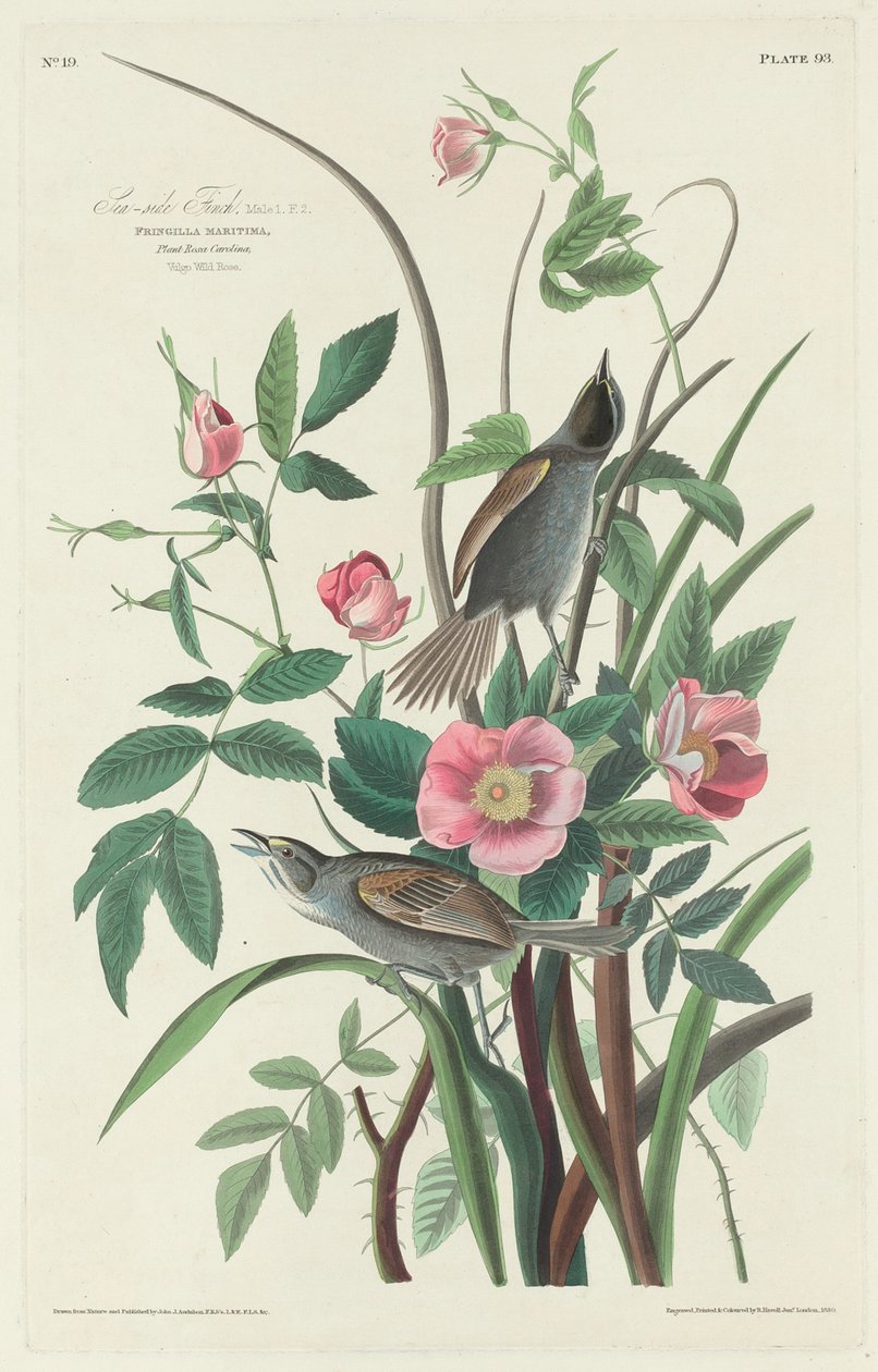 Pinzón costero, 1830 de Robert Havell