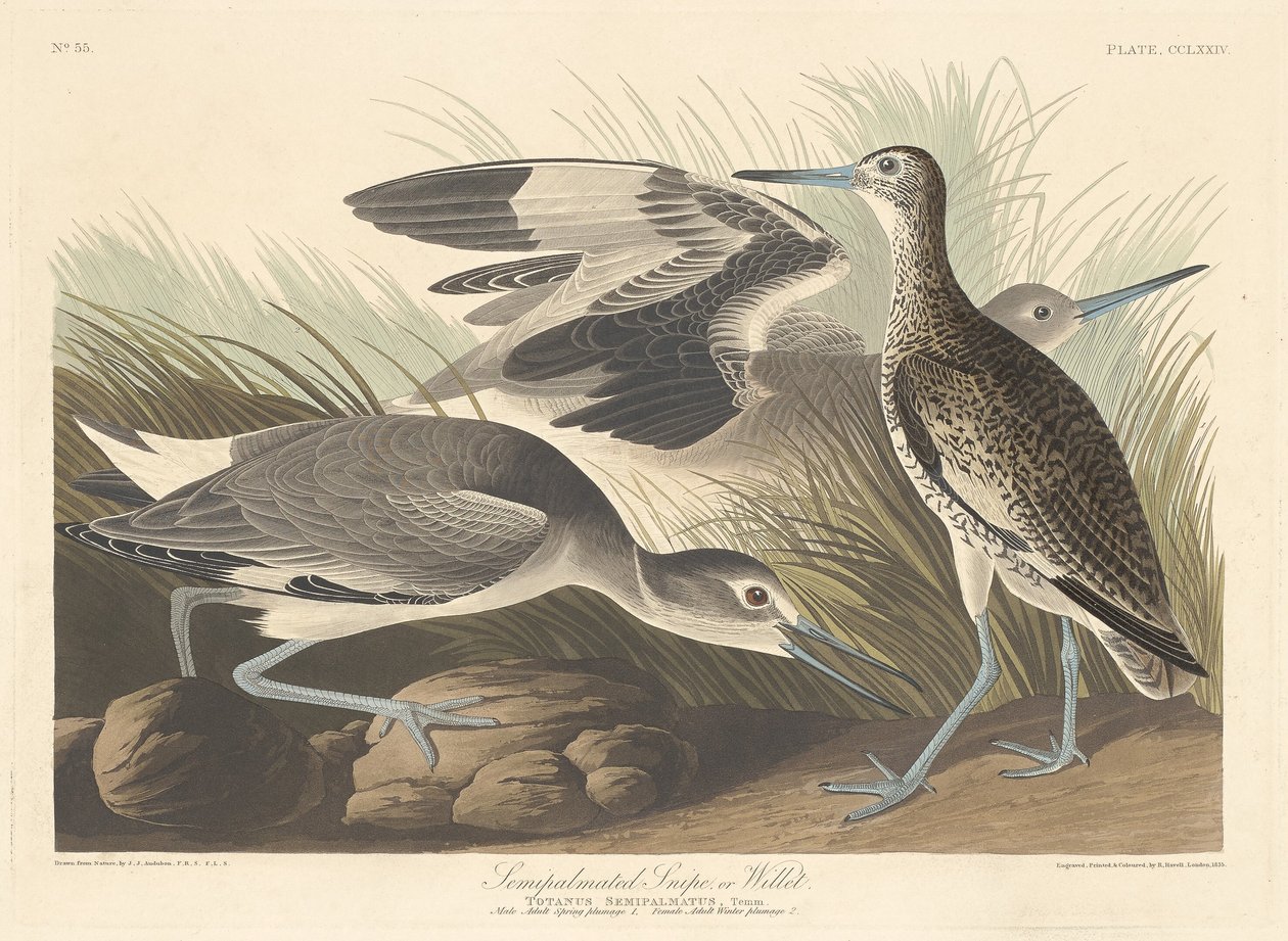 Agachadiza semi-palmada o Willet de Robert Havell