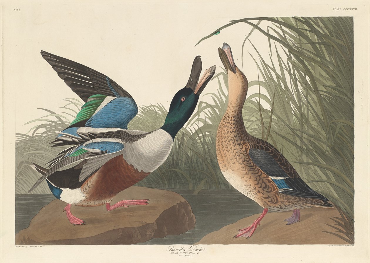 Pato cuchara, 1836 de Robert Havell