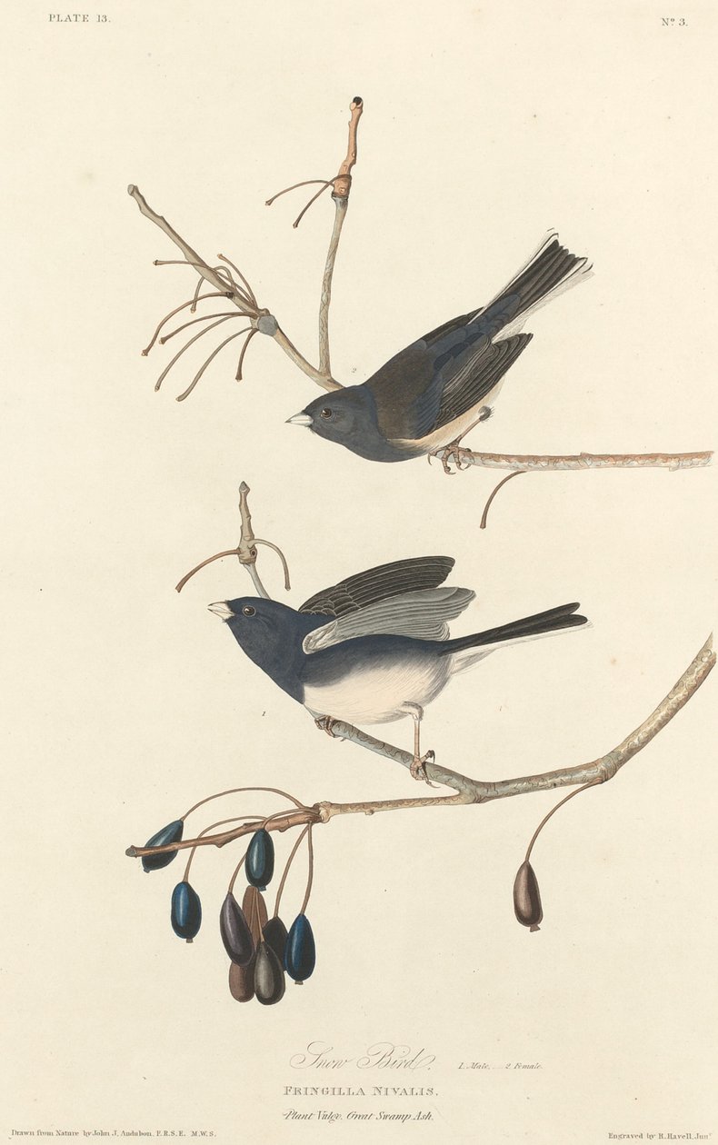 Pájaro de Nieve de Robert Havell