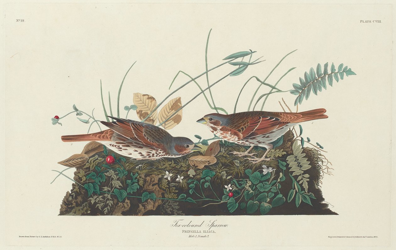 Gorrión bicolor, 1831 de Robert Havell
