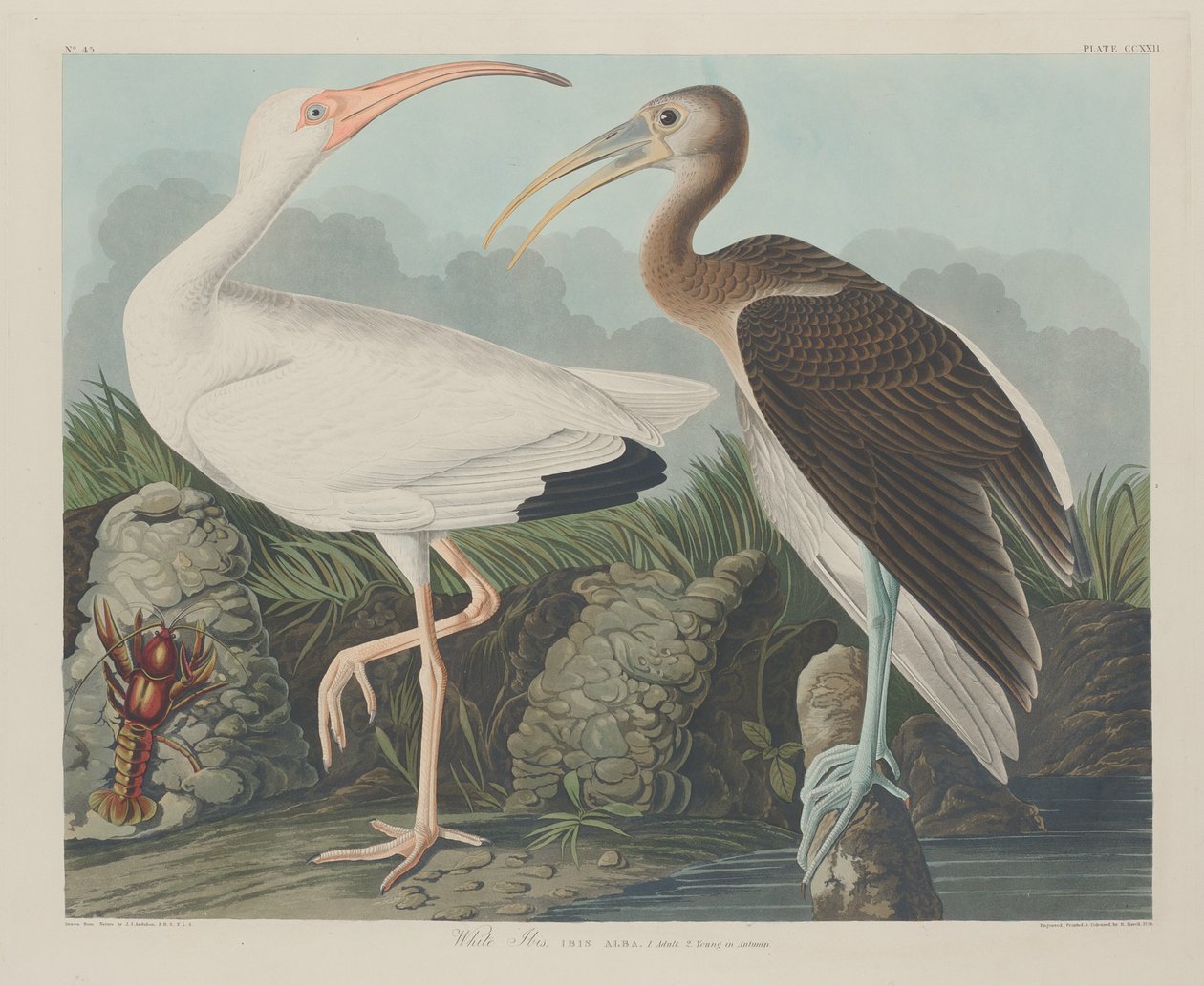 Ibis Blanco, 1834 de Robert Havell