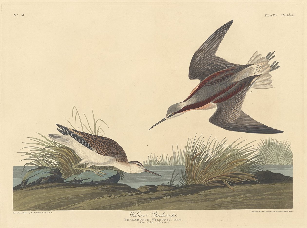 Falaropo de Wilson, 1835 de Robert Havell