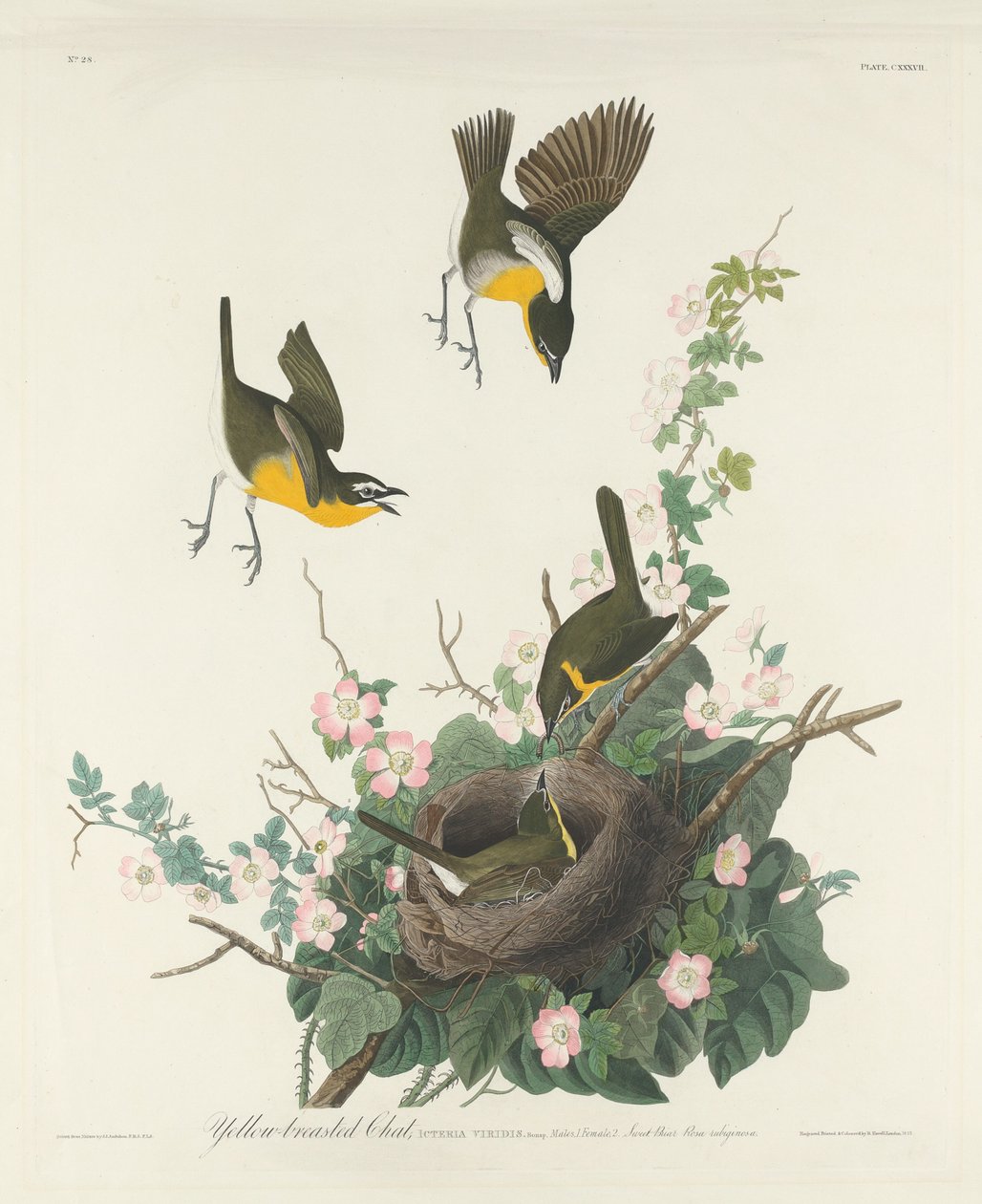 Reinita pechiamarilla de Robert Havell