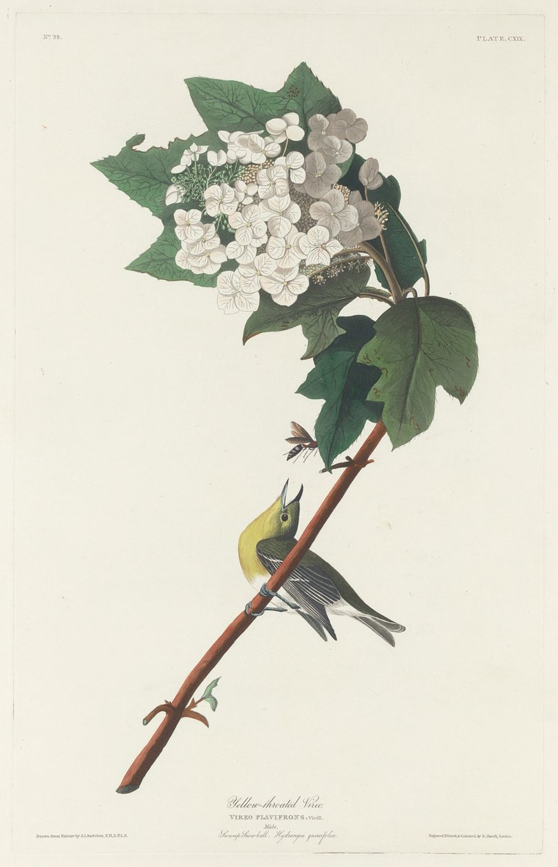 Vireo de garganta amarilla, 1831 de Robert Havell