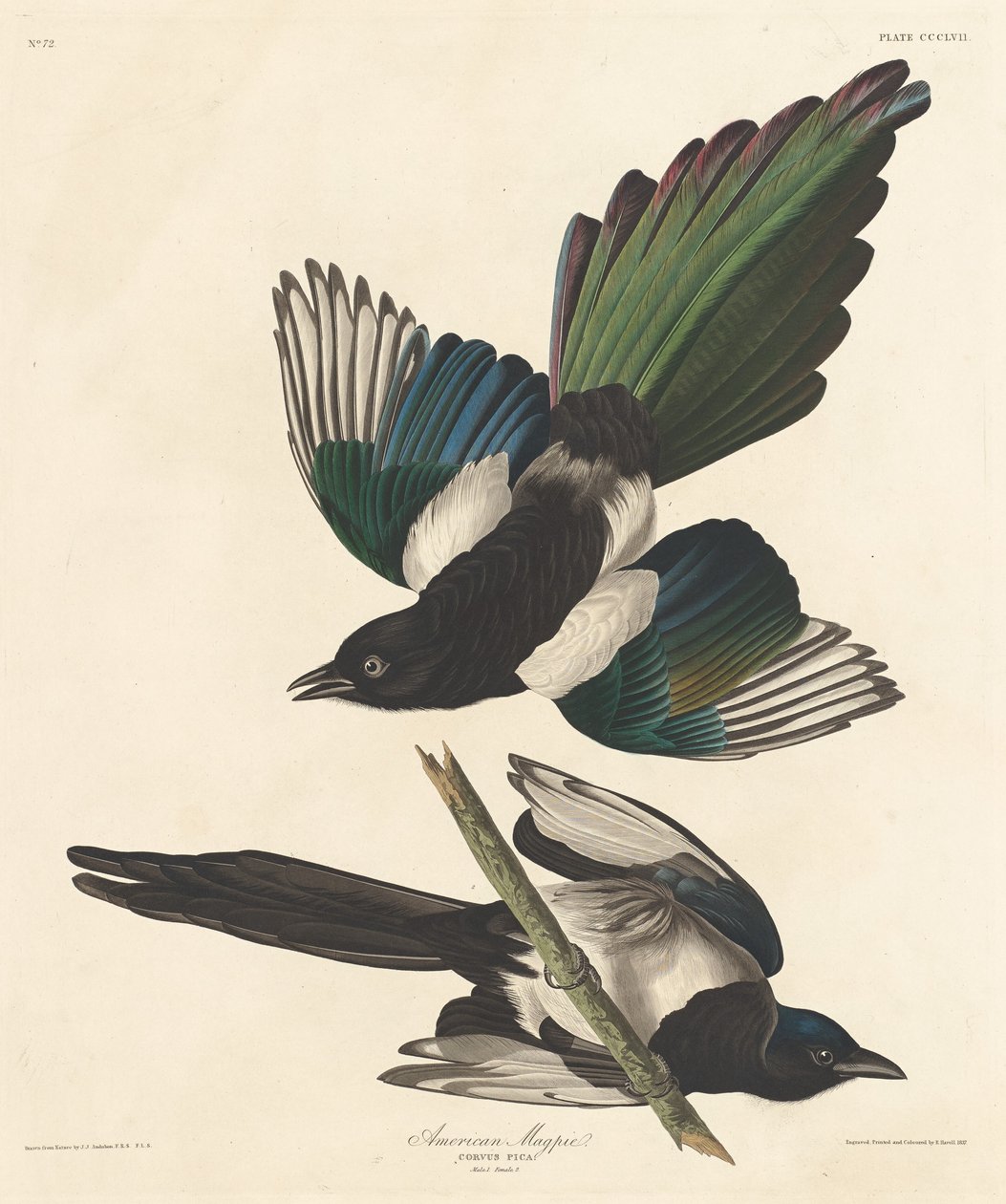 Urraca americana de Robert Havell after John James Audubon