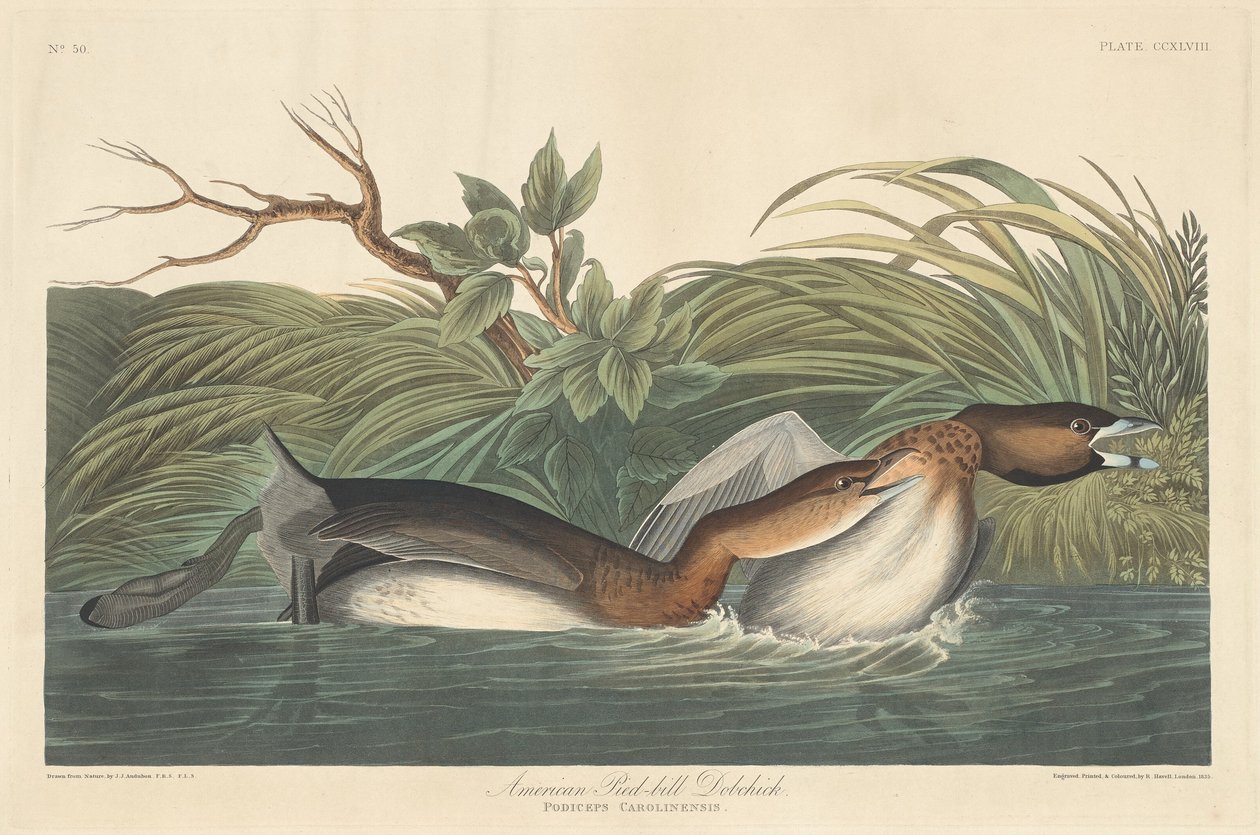Zampullín americano de Robert Havell after John James Audubon