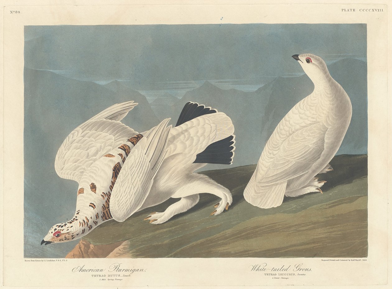Perdiz americana y urogallo de cola blanca de Robert Havell after John James Audubon