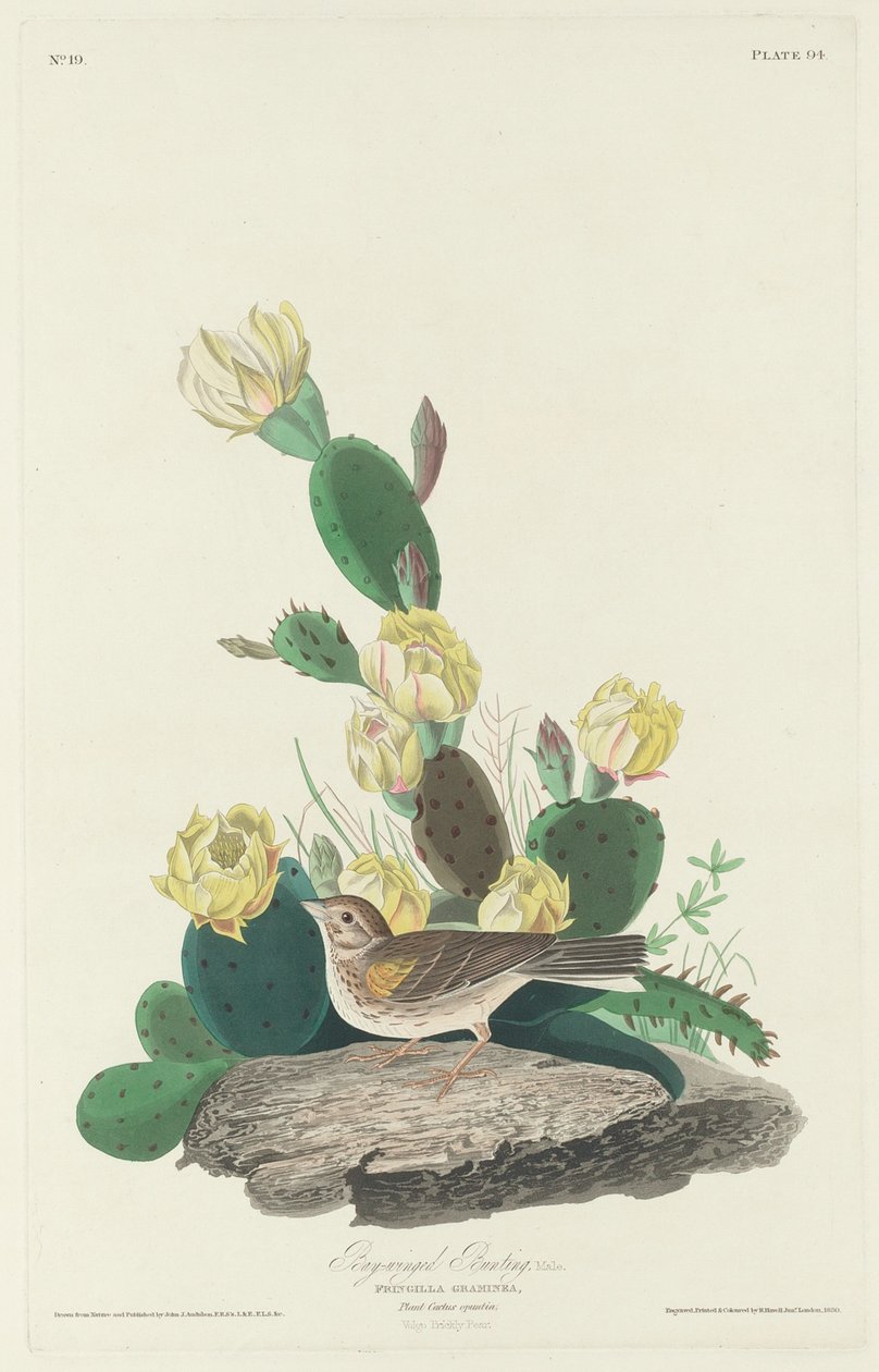 Emberiza con Alas de Bahía de Robert Havell after John James Audubon