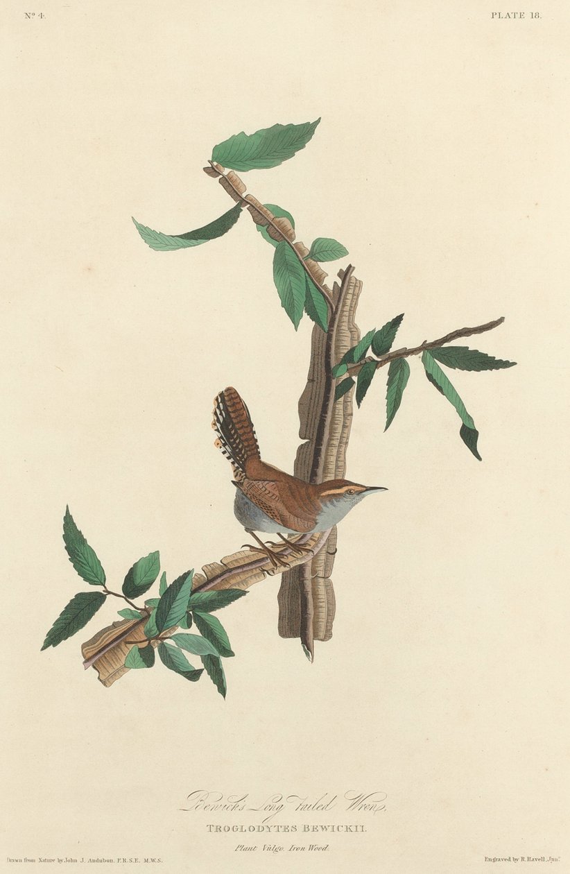 Chochín de cola larga de Bewick de Robert Havell after John James Audubon