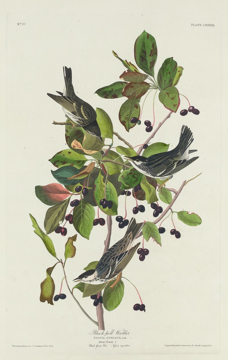 Reinita de Black-Pool de Robert Havell after John James Audubon