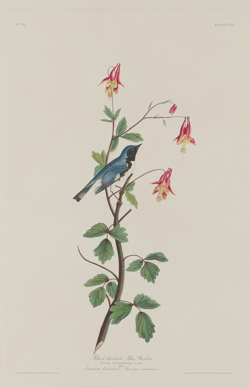 Reinita azul de garganta negra de Robert Havell after John James Audubon