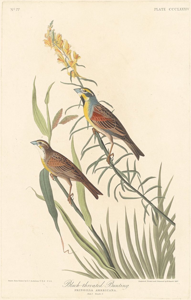 Emberiza de Garganta Negra de Robert Havell after John James Audubon