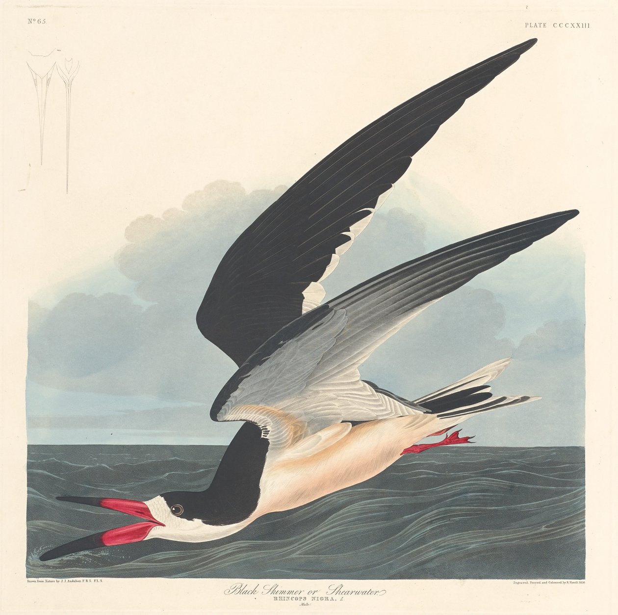 Rayador negro de Robert Havell after John James Audubon