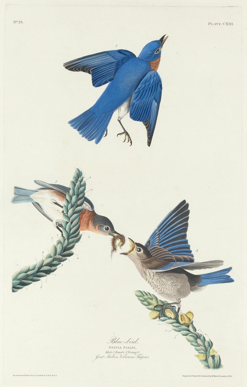 Pájaro azul de Robert Havell after John James Audubon