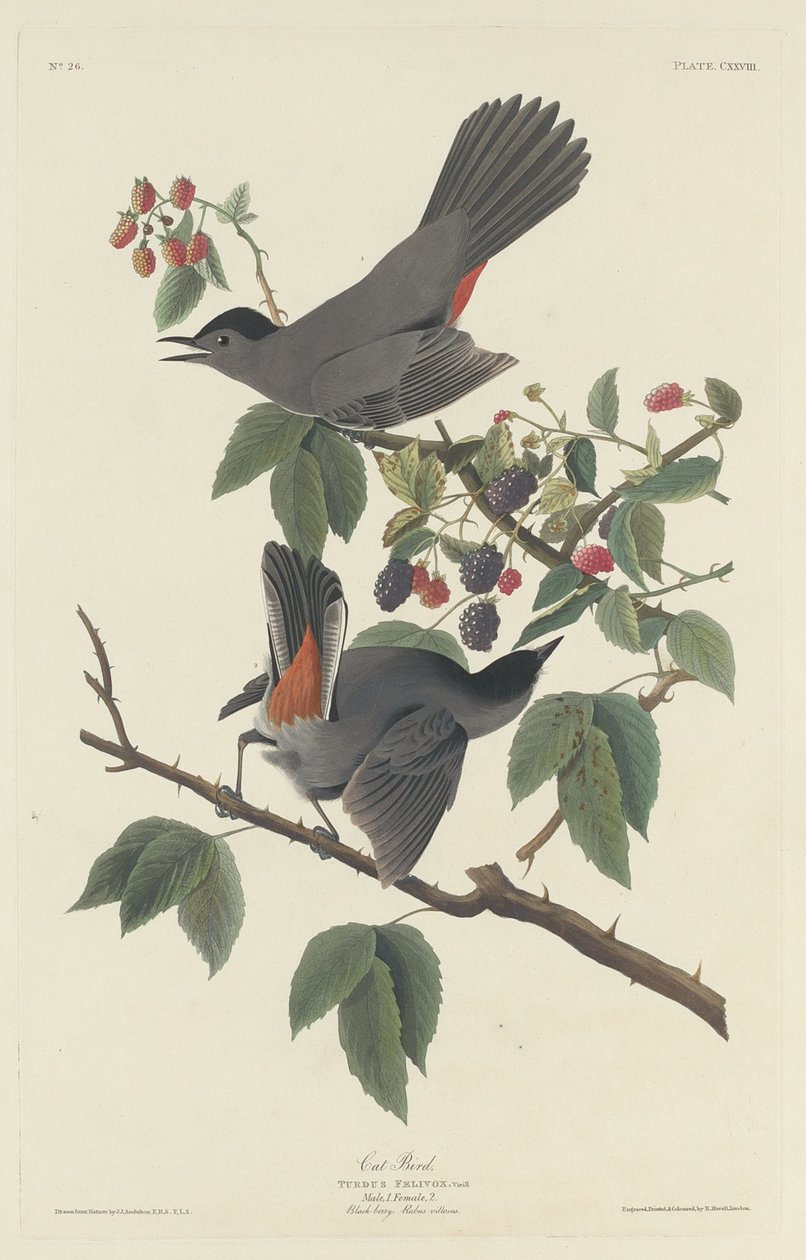 Pájaro gato de Robert Havell after John James Audubon