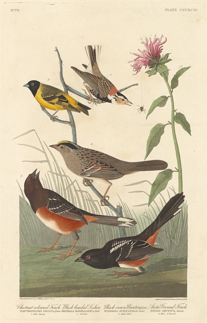 Pinzón castaño, jilguero de cabeza negra, escribano de corona negra y pinzón ártico de Robert Havell after John James Audubon