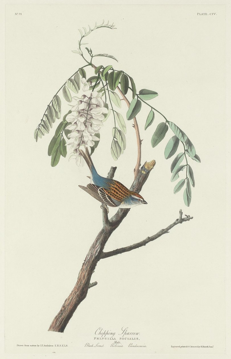 Gorrión de Chipping de Robert Havell after John James Audubon