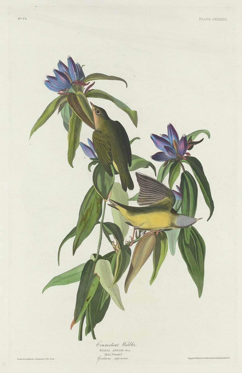 Reinita de Connecticut de Robert Havell after John James Audubon