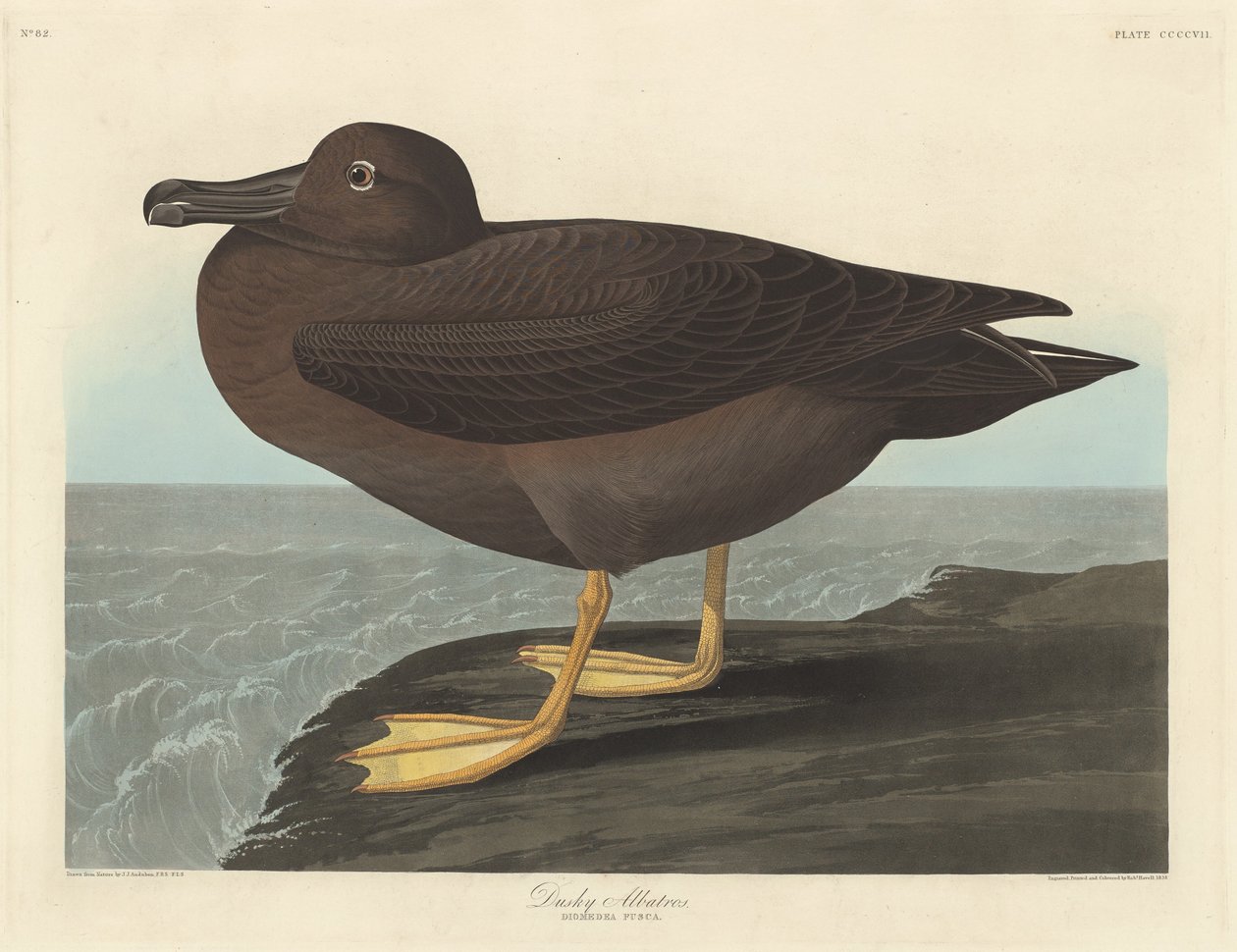 Albatros oscuro de Robert Havell after John James Audubon
