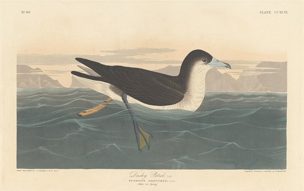 Petrel Oscuro de Robert Havell after John James Audubon