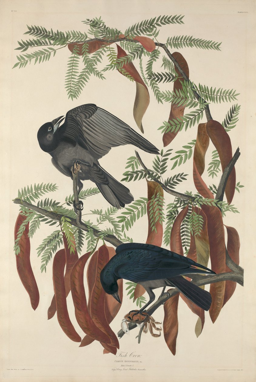 Cuervo pescador de Robert Havell after John James Audubon