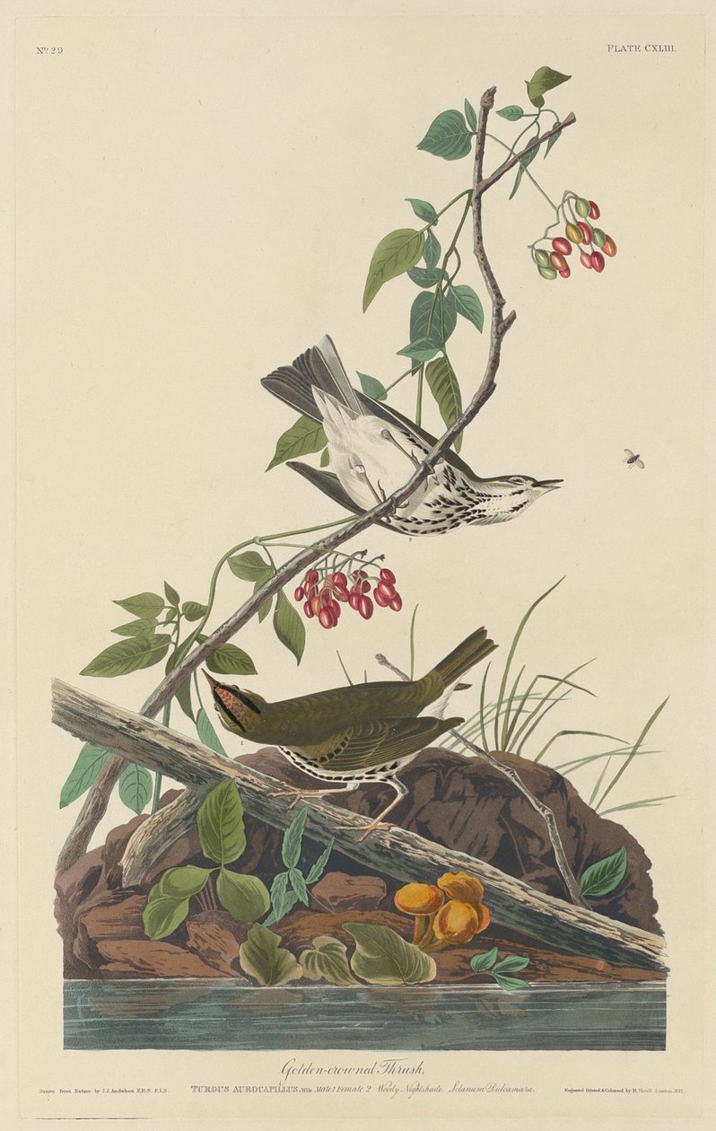 Zorzal coronado de oro de Robert Havell after John James Audubon