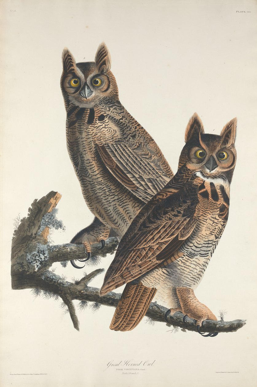Gran Búho Cornudo de Robert Havell after John James Audubon