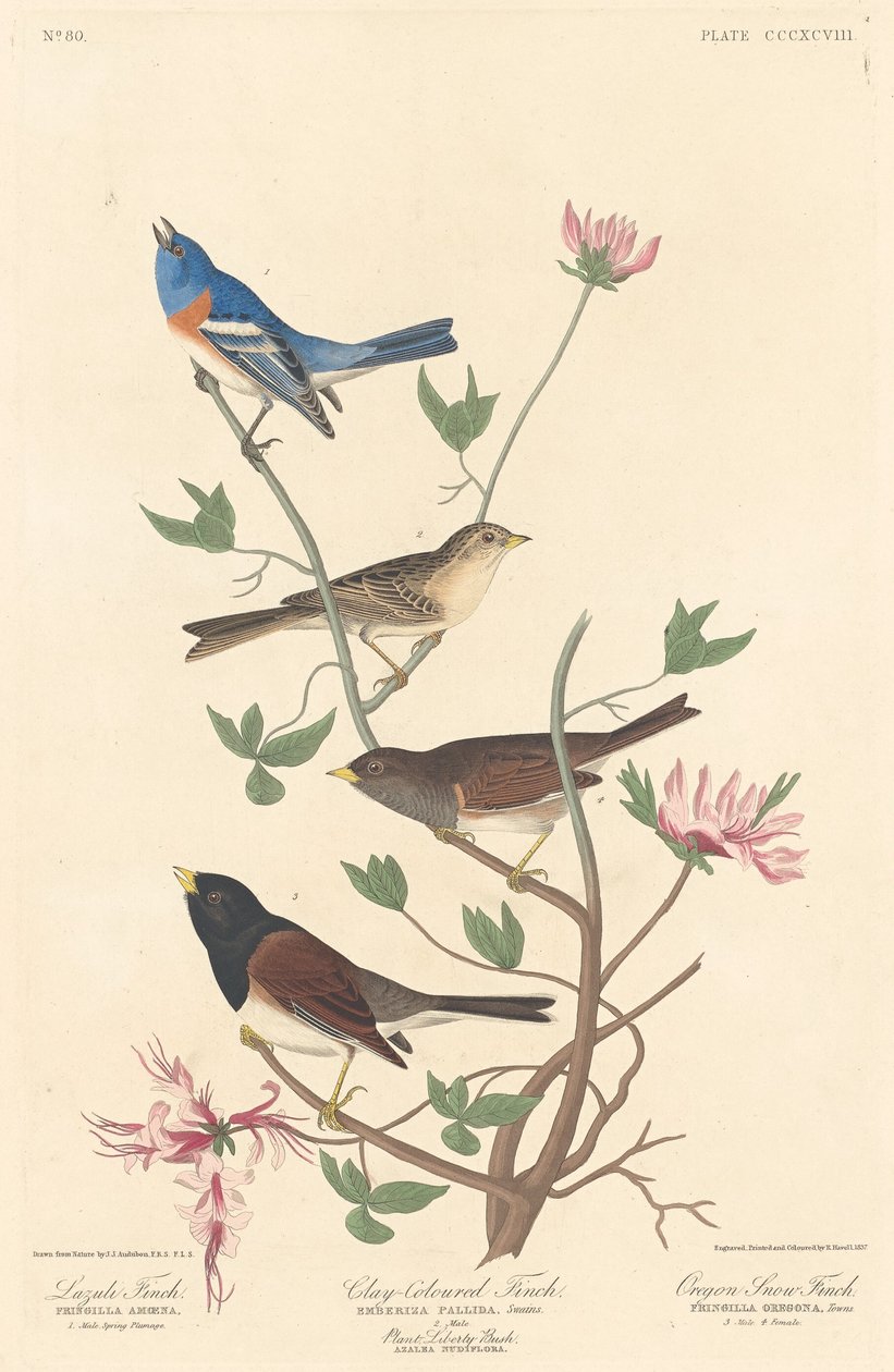 Pinzón Lazuli, Pinzón de Color Arcilla y Pinzón de Nieve de Oregón de Robert Havell after John James Audubon