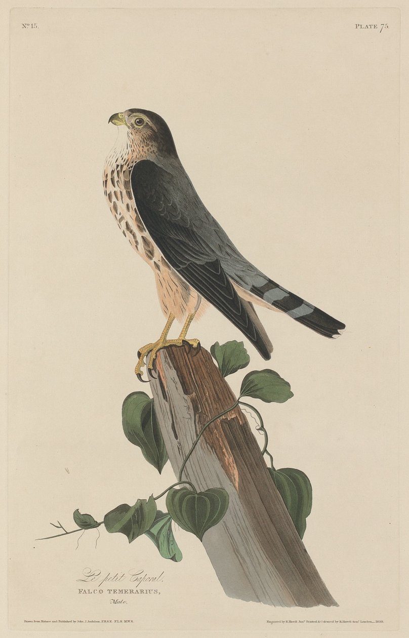 El pequeño cabo de Robert Havell after John James Audubon