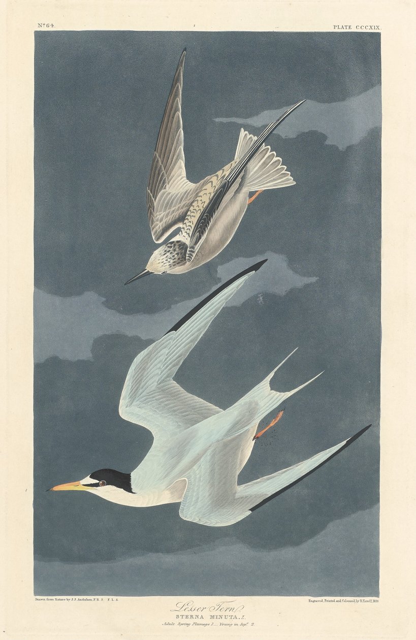 Charrán menor de Robert Havell after John James Audubon