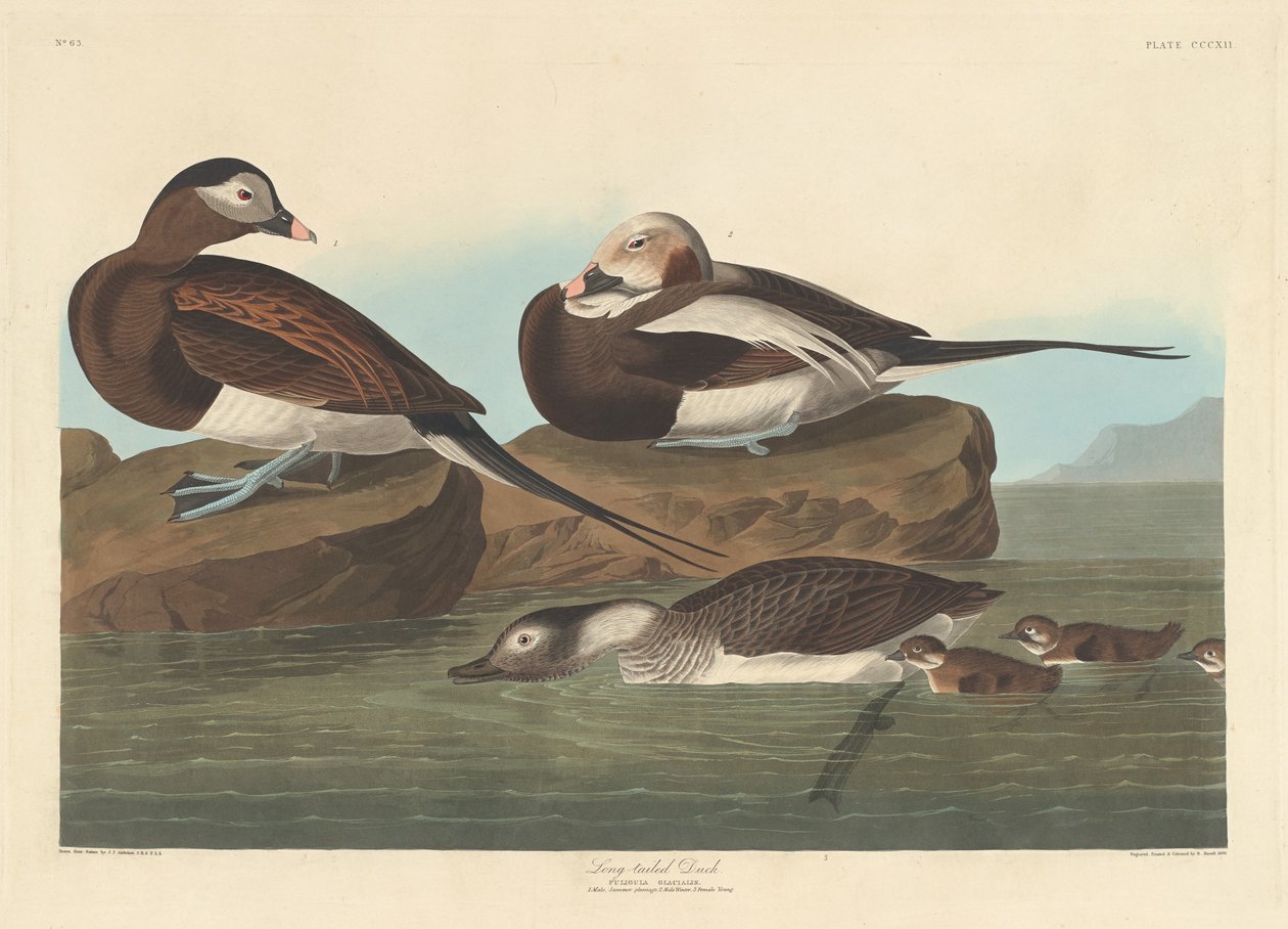 Pato de cola larga de Robert Havell after John James Audubon