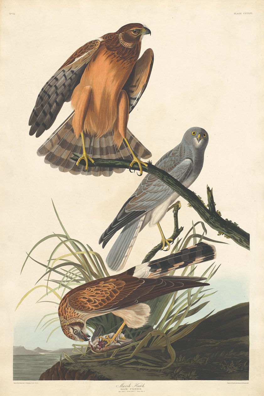 Halcón de los pantanos de Robert Havell after John James Audubon