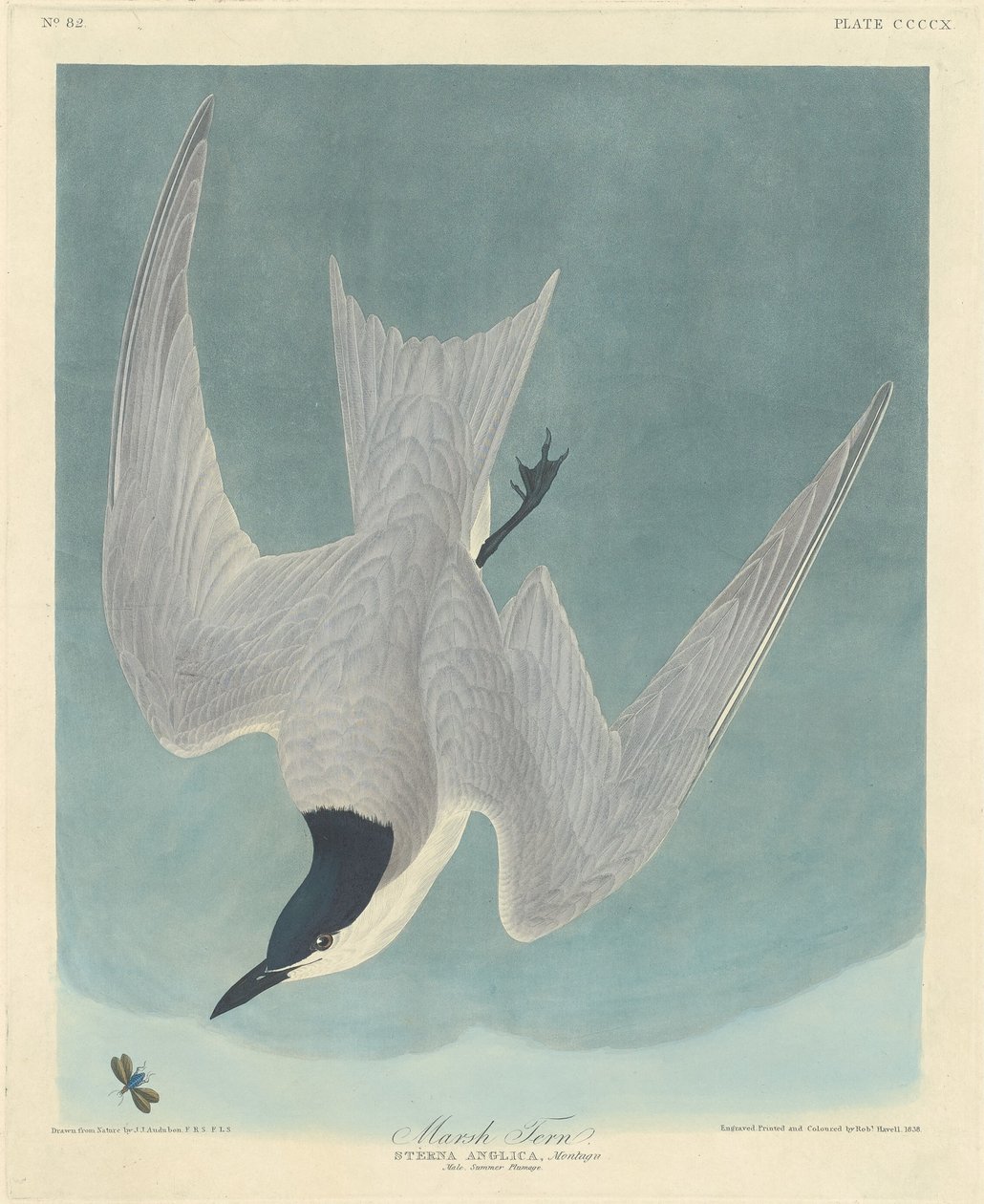 Charrán de marisma de Robert Havell after John James Audubon