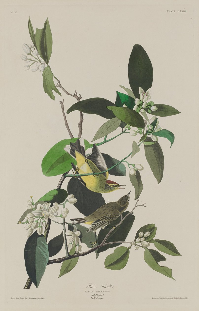 Reinita palmera de Robert Havell after John James Audubon