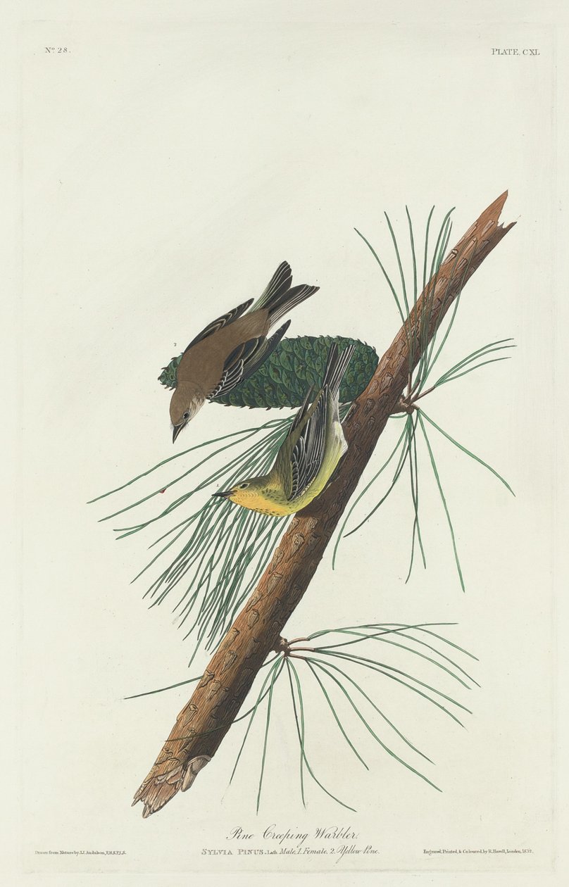 Reinita trepadora de pino de Robert Havell after John James Audubon