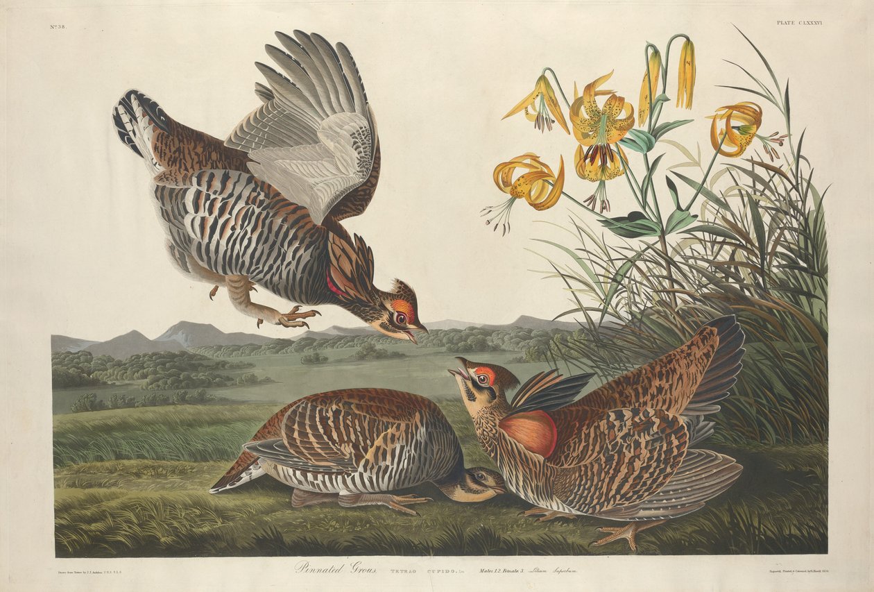 Urogallo pinnado de Robert Havell after John James Audubon