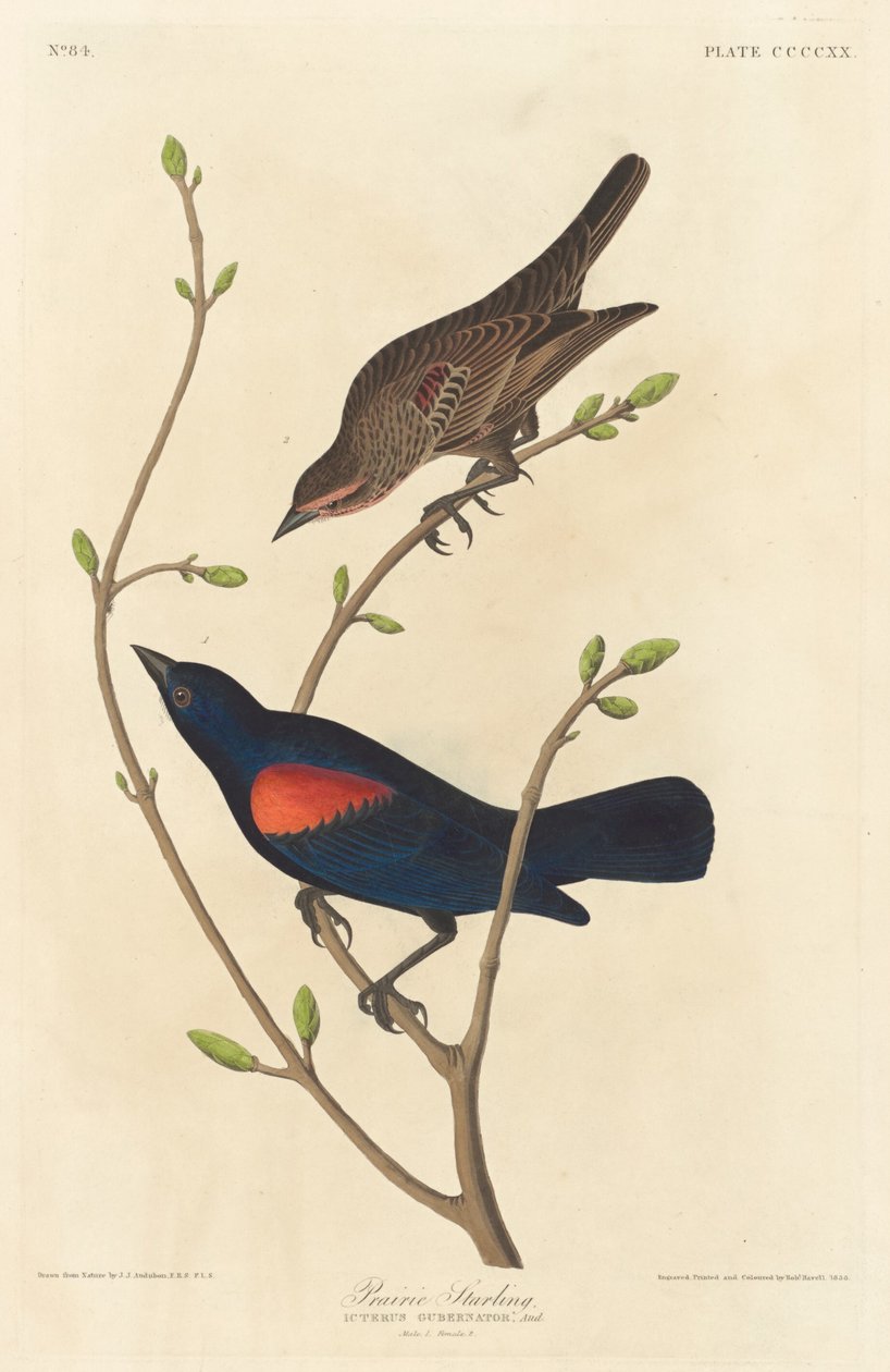 Estornino de la pradera de Robert Havell after John James Audubon