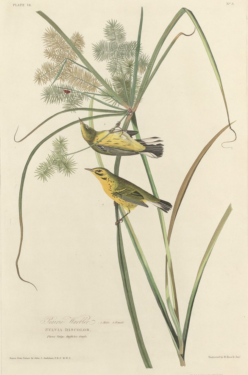Reinita de las praderas de Robert Havell after John James Audubon