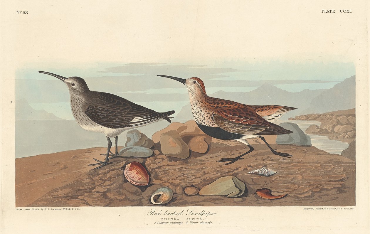 Correlimos de lomo rojo de Robert Havell after John James Audubon